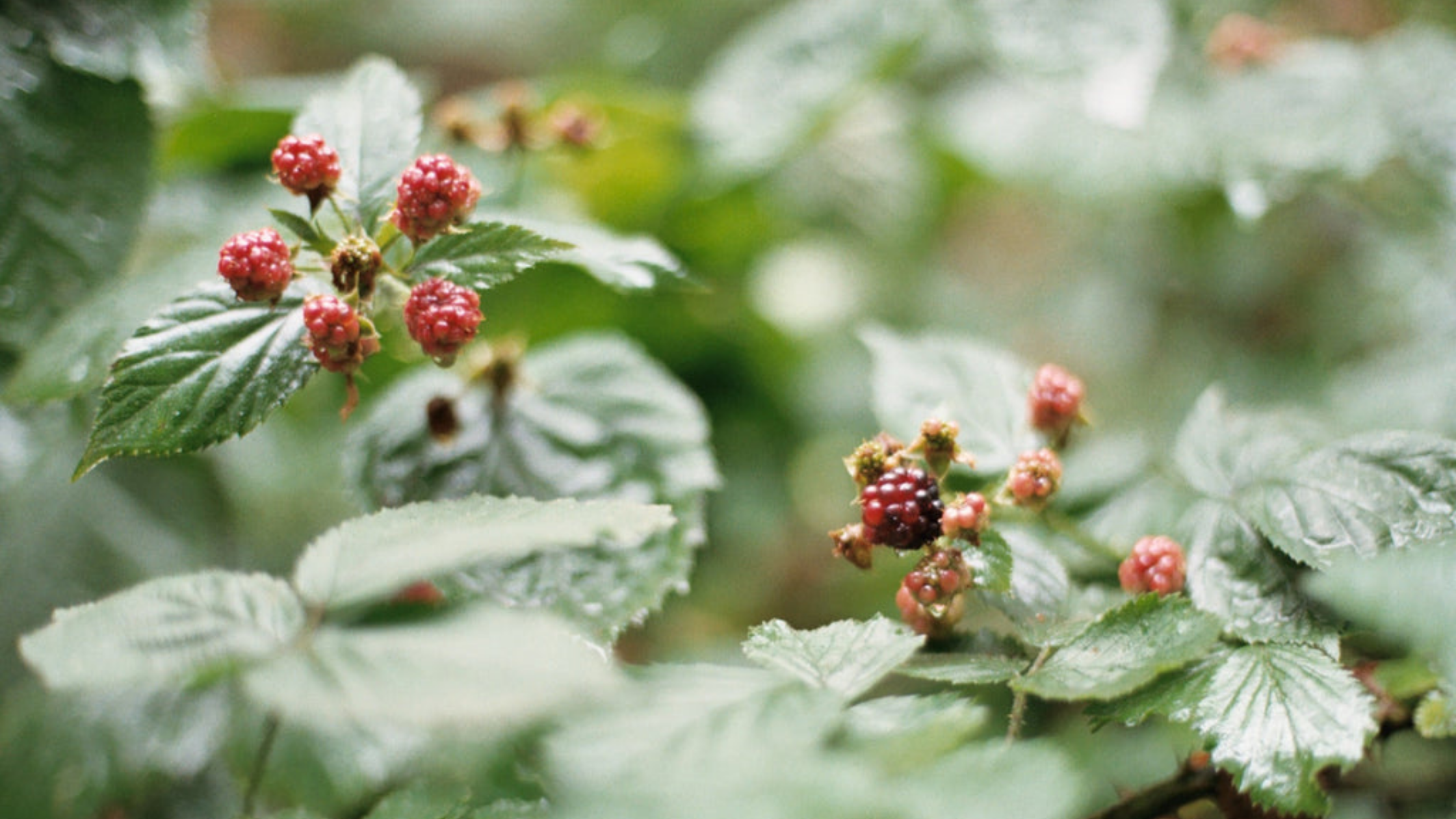 How Stephanie Tait Became an Herbalist (and the Herb She Recommends for Cramping)