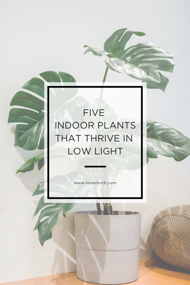 Five Indoor Plants That Thrive In Low Light